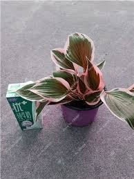 50 Pcs Exotic Hosta Plant Seed Four Seasons Flower Perennial Mixed Plantain Lily Flower