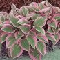 50 Pcs Exotic Hosta Plant Seed Four Seasons Flower Perennial Mixed Plantain Lily Flower
