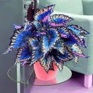 30 Pcs Rare Coleus Bonsai Foliage Plants seeds