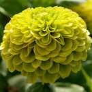 50 Pcs green apple Beautiful Zinnia Seeds Original Pack 50 Pcs green apple Beautiful Zinnia Seeds Original Pack