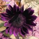 40 Pcs Purple Big Sunflowers Flowers with Black Centre Ornamental Plant Seeds