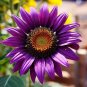 40 Pcs Purple Big Sunflowers Flowers with Black Centre Ornamental Plant Seeds