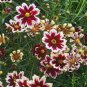 20 Pcs Rare Hardy Multi-color Jewel Ruby Frost Coreopsis Flower Seeds