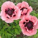 100 Pcs Rare Beautiful Perennial Pink Poppy Flowers with black eyes