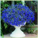 200 Pcs Lobelia Blue Hanging Bonsai Flower Seeds 200 Pcs Lobelia Blue Hanging Bonsai Flower Seeds