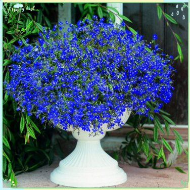 200 Pcs Lobelia Blue Hanging Bonsai Flower Seeds