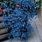 200 Pcs Lobelia Blue Hanging Bonsai Flower Seeds