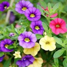200 Pcs 'Kabloom' Calibrachoa Mixed Bonsai Hanging Petunia Seeds