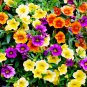 200 Pcs 'Kabloom' Calibrachoa Mixed Bonsai Hanging Petunia Seeds