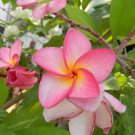 20 Pcs Colorful Plumeria Rubra Flower Bonsai Beatiful and Elegant Plant