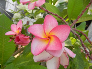 20 Pcs Colorful Plumeria Rubra Flower Bonsai Beatiful and Elegant Plant