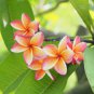 20 Pcs Colorful Plumeria Rubra Flower Bonsai Beatiful and Elegant Plant