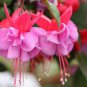 100 Pcs Fuchsia Seeds, Fuchsia Flowers,Lantern Flower, Begonia Flower