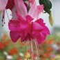 100 Pcs Fuchsia Seeds, Fuchsia Flowers,Lantern Flower, Begonia Flower