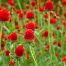 30 Pcs Qis Red Gomphrena Seeds Globe Amaranth Flowers 30 Pcs Qis Red Gomphrena Seeds Globe Amaranth Flowers