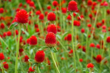 30 Pcs Qis Red Gomphrena Seeds Globe Amaranth Flowers