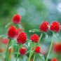30 Pcs Qis Red Gomphrena Seeds Globe Amaranth Flowers