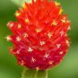 30 Pcs Qis Red Gomphrena Seeds Globe Amaranth Flowers