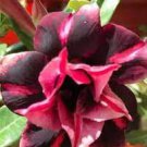 1 Pcs Red Mis Black Desert Rose, Adenium Obesum Plants Seed 1 Pcs Red Mis Black Desert Rose, Adenium Obesum Plants Seed