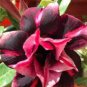 1 Pcs Red Mis Black Desert Rose, Adenium Obesum Plants Seed