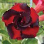 1 Pcs Red Mis Black Desert Rose, Adenium Obesum Plants Seed