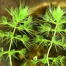 100 Pcs Aldrovanda Vesiculosa Seeds