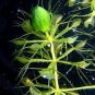 100 Pcs Aldrovanda Vesiculosa Seeds