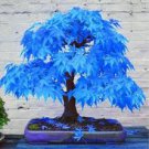20 Pcs Maple Tree Palatum Bonsai Purple Blue Ghost Japanese Flower Seeds 20 Pcs Maple Tree Palatum Bonsai Purple Blue Ghost Japanese Flower Seeds