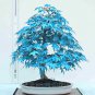 20 Pcs Maple Tree Palatum Bonsai Purple Blue Ghost Japanese Flower Seeds
