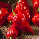 200 Pcs ghost pepper chili seeds vegetable Fresh Rare Red Carolina Reaper Pepper 200 Pcs ghost pepper chili seeds vegetable Fresh Rare Red Carolina Reaper Pepper