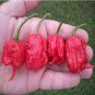 200 Pcs ghost pepper chili seeds vegetable Fresh Rare Red Carolina Reaper Pepper