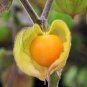 100 Pcs Physalis Peruviana Delicious Fruit Golden Berry Seeds
