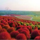 100 Pcs Kochia scoparia Grass seeds Perennial Grass Burning Bush