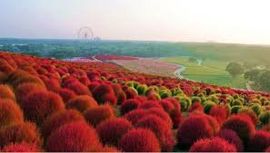 100 Pcs Kochia scoparia Grass seeds Perennial Grass Burning Bush