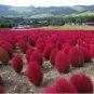 100 Pcs Kochia scoparia Grass seeds Perennial Grass Burning Bush
