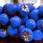 100 Pcs African Blue Strawberry Seeds