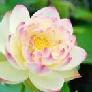 5 Pcs Nelumbo Nucifera ‘Empress’ Lotus Seeds