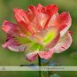 100 Pcs Light Pink Green Rose with Red Dot Seed