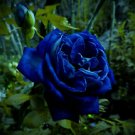 50 Pcs New Midnight Supreme Dark Blue Rose Bush Flower
