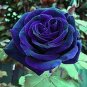 50 Pcs New Midnight Supreme Dark Blue Rose Bush Flower