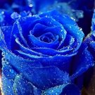 50 Pcs New Wild Blue Rose Plant Seed, Strong Fragrant Flowers 50 Pcs New Wild Blue Rose Plant Seed, Strong Fragrant Flowers