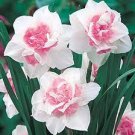 50 Pcs Purple Daffodils Aquatic Plants Double Petals Flower Seeds 50 Pcs Purple Daffodils Aquatic Plants Double Petals Flower Seeds