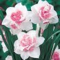 50 Pcs Purple Daffodils Aquatic Plants Double Petals Flower Seeds