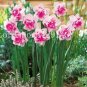 50 Pcs Purple Daffodils Aquatic Plants Double Petals Flower Seeds