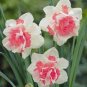 50 Pcs Purple Daffodils Aquatic Plants Double Petals Flower Seeds