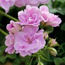 10 Pcs Geranium Fully Light Purple Chinese Rose-typed Compact Bonsai Flowers