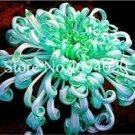 50 Pcs Green Blue Purple Chrysanthemum Perennial Flower Seeds