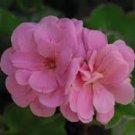 10 Pcs Geranium Sybil Pink Seeds