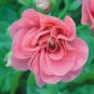 10 Pcs Geranium Sybil Pink Seeds