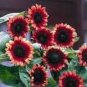 20 Pcs 'Cherry Rose Hybrid' Dark Red Ornamental Sunflower Seeds